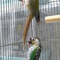 ウロコインコペアの里親様募集