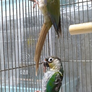 ウロコインコペアの里親様募集