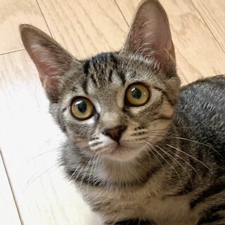 お膝＆抱っこ大好き！　樹（いつき）ちゃん