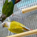 ウロコインコペアの里親様募集