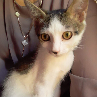 募集停止　おとなしい性格キジ白男子★アオ