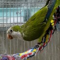 オキナインコの里親様募集
