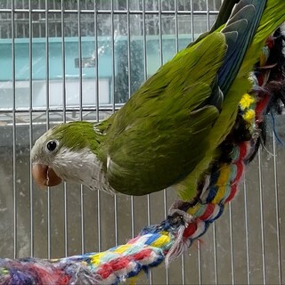 オキナインコの里親様募集