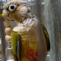ウロコインコ♂5歳の里親様募集