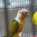 ウロコインコ♂4歳の里親様募集