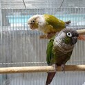 ウロコインコペアの里親様募集