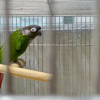 ウロコインコペアの里親様募集