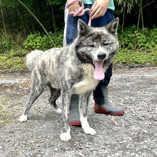 若い秋田犬の男の子