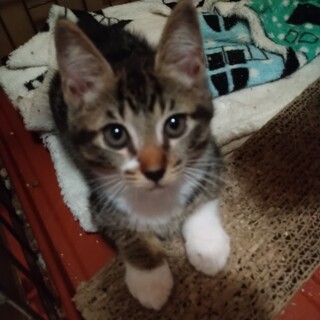 三姉妹あざと可愛いさNo.1