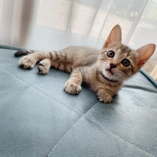 早期不妊手術済(耳カット有)キジトラ兄妹 1/4