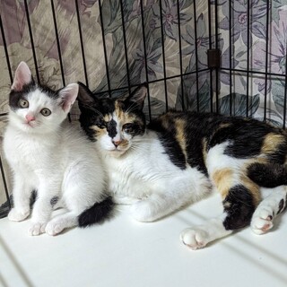 ふわふわ子猫ちゃん、お母さんと一緒に！