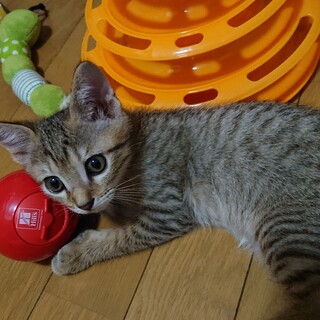 優しいお顔のキジくん。 チョコくんです！