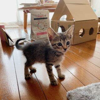 早期不妊手術済(耳カット有)キジトラ今日 2/4