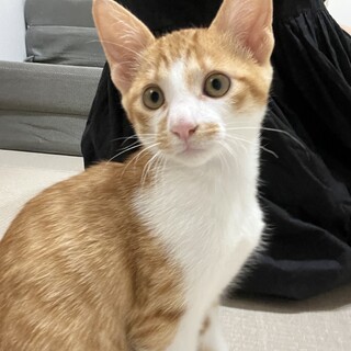 幸せを呼ぶ鍵しっぽの子猫