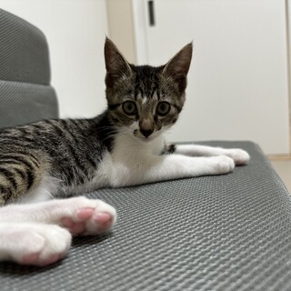 すりすり美猫ちゃん