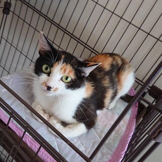 子育てを頑張った、ななちゃん里親さん募集一時停止