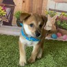 物怖じゼロ〜明るい【まい君】 サムネイル3