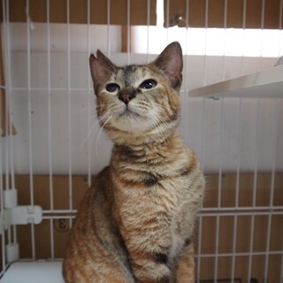 多頭飼い飼育崩壊から保護された猫　さっちゃん