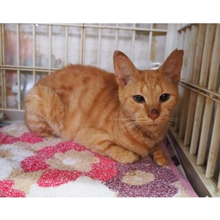 多頭飼い飼育崩壊から保護された猫　ちよちゃん