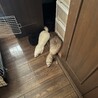 新入りがいつもの寝床を占領しているので気を遣って外で寝てる2本