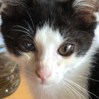 （里親様決定）ハチワレ3兄弟②人が好きなフジくん