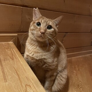 ゴロすり猫に変身♡ 茶トラ ぐれ吉 5〜6歳