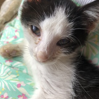 （里親様決定）ハチワレ3兄弟③ゴエくん