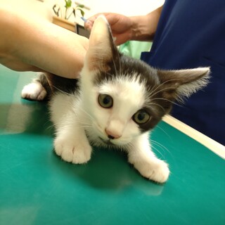 やんちゃボーイ★優作★黒白バランスよい配色