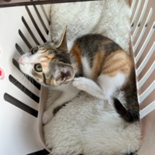 ミケ 女の子 保護猫ちゃんです