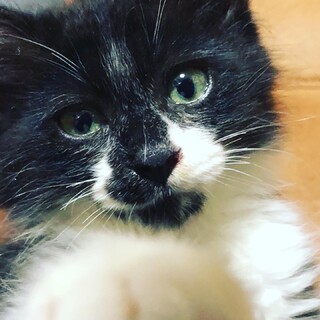 5月産まれ　白黒猫　オス