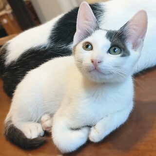 アッシュグレー&ホワイト美しい男の子☆