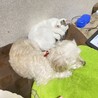 さやんちょふ