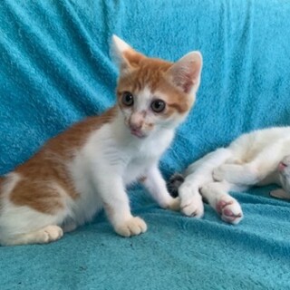 可愛い人懐こいコロコロの茶白 ピコ君