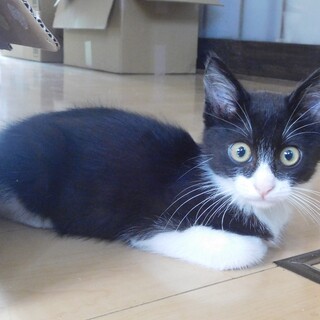 子猫もらってください