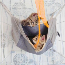 in春日井市☆続・何と子猫が40匹～の超子猫大祭！☆2023年7月29日（土）～ ちーむ にゃいんず