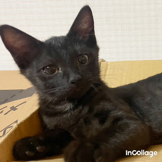 トライアル決定、運気が上がる黒猫のホタテちゃん！