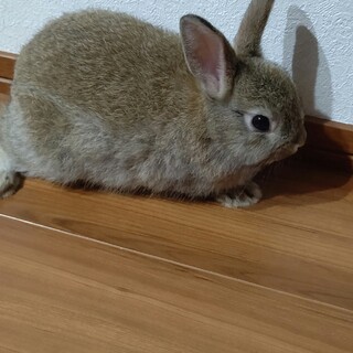 食いしん坊な子うさぎちゃん・×・♡