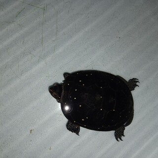 キボシイシガメ