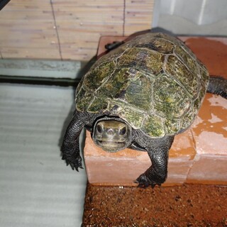 ニホンイシガメ