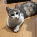 超！美人な日本猫パステル三毛ちゃん