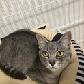  グレージュ　サバトラ　ちぃちゃん メス