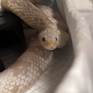 コーンスネーク