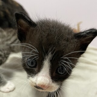 子猫　ハチワレ2匹  じゃれるの大好き