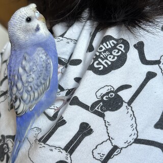 セキセイインコ中雛絵里募集