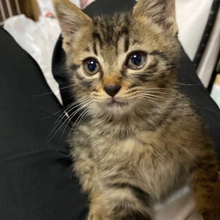 キジトラ　女の子