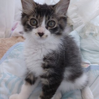 8月6日★堺市里親会★モップ