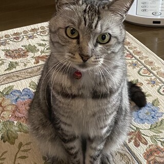 成猫　4歳半　雑種　女の子　