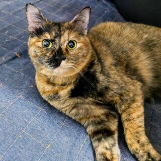 10月1日★堺市里親会★モア