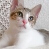 【急募★仔猫】キュートな女の仔猫★生後約3カ月 サムネイル3