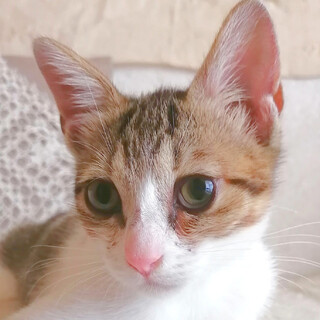 【急募★仔猫】キュートな女の仔猫★生後約3カ月